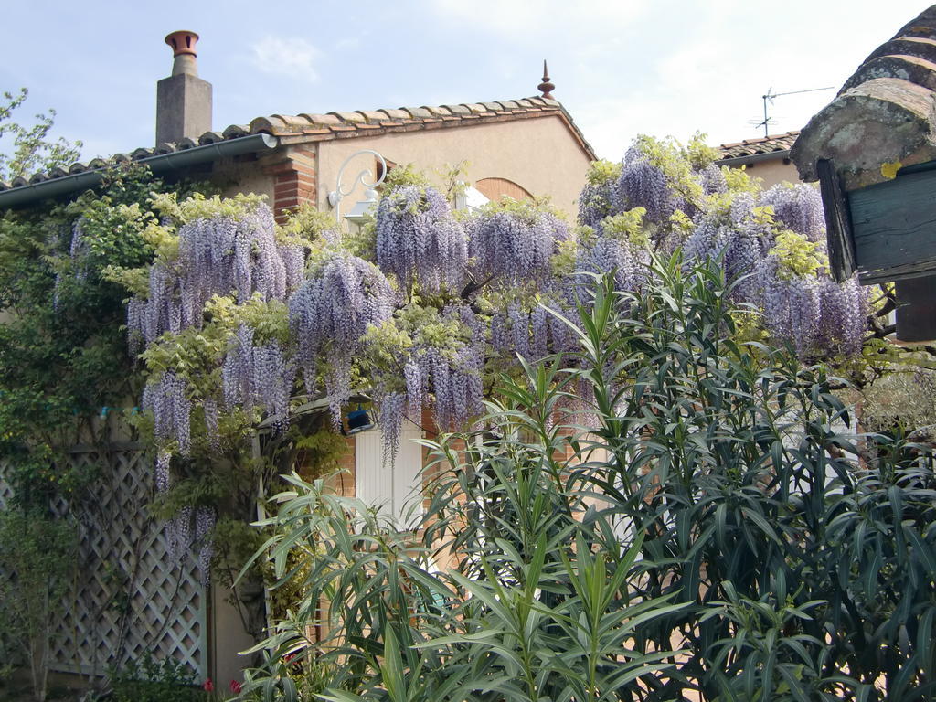 La Villa Des Violettes Toulouse Ngoại thất bức ảnh